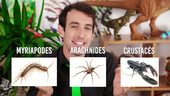 Les insectes et les araignées | Alienor Patoux