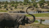 Le rôle sous-estimé des grands éléphants mâles | Caroline Ando