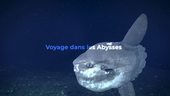 Voyage dans les abysses | Théo Drieu